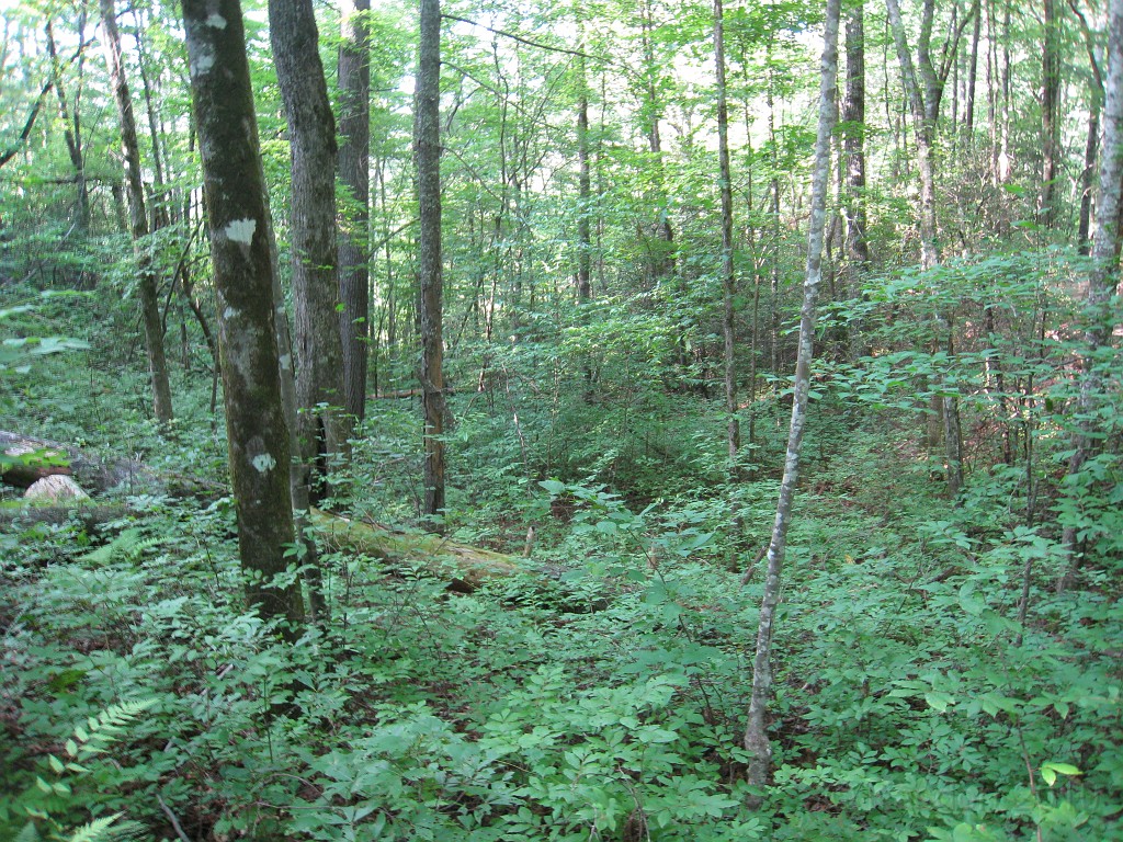 Helen to Unicoi 2010 0140.jpg - The trail from Helen Georgia to the lodge at Unicoi State Park makes a fun six mile run. July 2010 and 90 degrees makes it a little bit more of a workout.